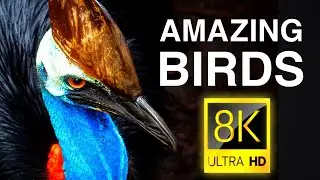 Amazing Birds in 8K ULTRA HD/8K TV and 8K Relaxing Music