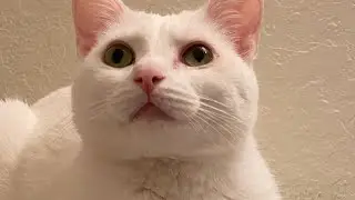 Cat Goes Nuts Chasing Fly in House!🪰