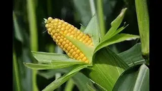 TOP 10 LARGEST MAIZE PRODUCING COUNTRIES IN THE WORLD