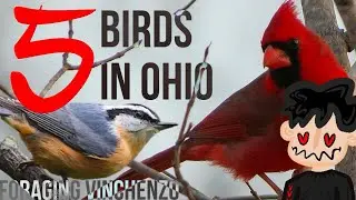 5 Birds in Ohio I Think you Should Know l birds of Ohio l Foraging Vinchenzo