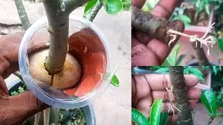 Adenium Plant Care #learngardening