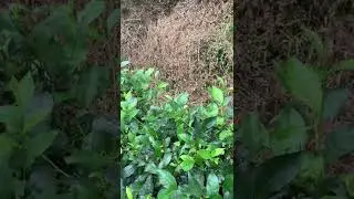 jok not jocks at tea garden lalkhal