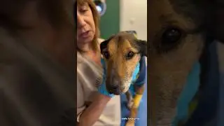 Ten pies nie miał niczego 💔 a przed świętami został wyrzucony 😭🐶 #dog #help #shorts