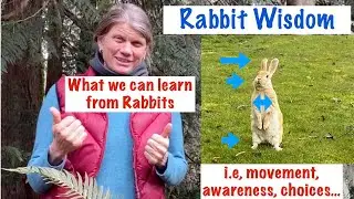 Rabbit Wisdom - Physical Agility may Expand Awareness, Choices & Survival