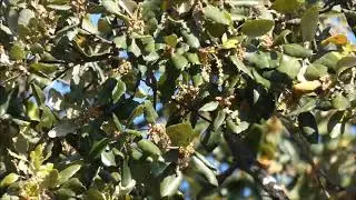 Phylloscopus humei - Hume&acute;s leaf warbler