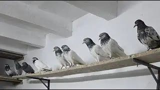 🔴🕊Friday Evening Sanjari Pigeon Loft live stream with Kabootar Lovers and Viewers Guftagu 🕊🔴
