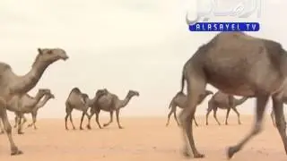 مسيرة منقية الشيخ عواض بن ماكن الهفتاء المطيري في مزاين ام رقيبه 1436 - قناة الاصايل - alasayel tv