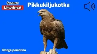 Pikkukiljukotka - Aquila pomarina - Lesser Spotted Eagle - mindre skrikörn - AQUPOM