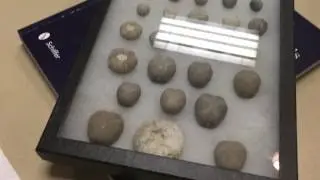 Fossil collection 4