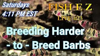 Fishroom 411: Breeding those harder-to-breed Barbs