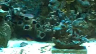 125 Gallon Reef Aquarium with Bar and Coral Insert Panels ( AC1)