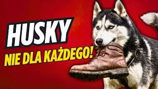CAŁA PRAWDA O PSACH RASY HUSKY