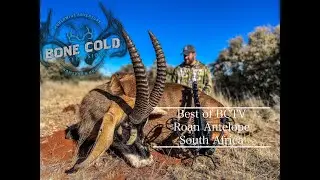 Best of Bone Cold TV Roan Antelope crossbow hunt! Roan at 20 yards!