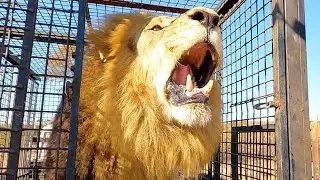 Lion Love &ndash; Will Meg and Icarus Form A New Lion Pride? | The Lion Whisperer