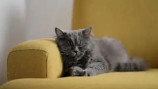 LIVE Cute Sleeping Kitten for Mental Calm 😴 | Season 14