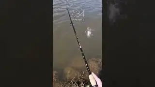 Shad Run Richmond James River 2022 - #shorts #fishing