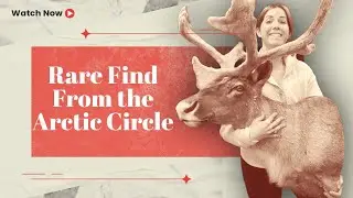 Arctic Circle Find! Rare Velvet Caribou Taxidermy From Nunavut, Canada