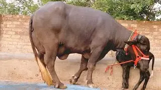 टॉप क्वालिटी की 3 झोंटी भैंस 17 से 20+ दूध निकाल कर खरीदे जायज भाव में।।