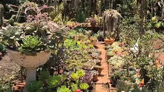 IDEIAS DE ARTESANATO PARA O JARDIM - replantio de  suculentas 