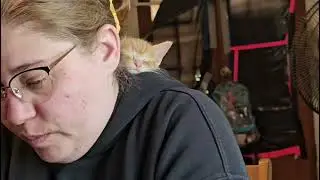 Vlog 954 l We got kittens!