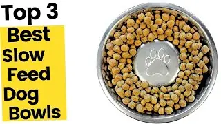 Best Slow Feed Dog Bowls in 2023