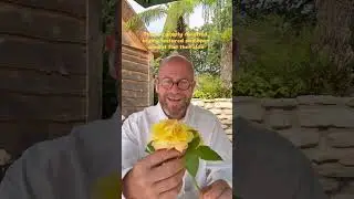 Personal growing review of hybrid tea rose &lsquo;Henri Delbard (DELclaudibi) #gardenerben 
