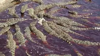 Crocodile farm -  Cuba