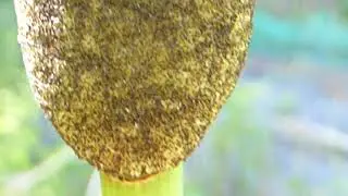 Greater Reedmace - Typha latifolia - Cattail - D&uacute;nkefli - L&oacute;kefli - Vatnaplanta - Skrautstr&aacute;