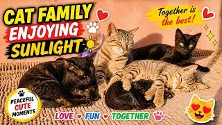 Baby Cat Beautiful Moments 😻☀️ | Momo with Leo and Kitty Enjoying Together 🍼🐾