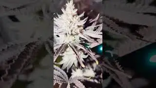 double stuffed Oreoz by rhizo rich