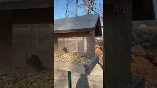 How Did It Get In There?