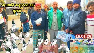 গল্লামারি কবুতরের হাট খুলনা। pigeon market in khulna gollamari। kobutorer hat gollamari। 