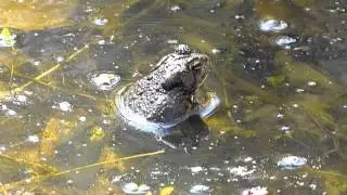 Frogs Singing