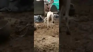 Saste janwar #saste_janwar #qurbani2k21