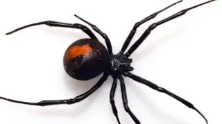 Clock Spider