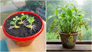 Discover how to grow cardamom plant at home | make your garden hot & spicy