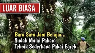 Luar Biasa! Padahal Baru Belajar Bagaimana Cara Menggunakan Egrek Sawit