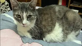 Melissa cat is popular cat in the world live stream