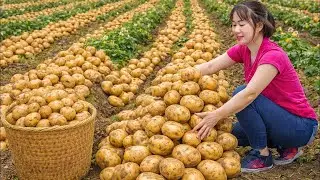 Harvesting GIANT Potatoes to Sell | Cooking Potato Soup With Turkey - Classic Village Recipe
