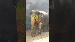 #noharmehathi #hathi #hathivanmaharajkijaiho #fununstopable #funny #hathirajakhachale #hathiraja