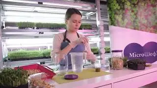Микрозелень.  Как проростить семена маша. Проростки. Как выращивать микрозелень.