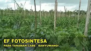 Eco Farming Fotosintesa Pada Cabe Umur 35 Hari Lokasi Tegalsari Banyuwangi