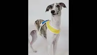 Dog Harness Review】X-Shaped No Pull Harness for Dogs 🐾
