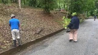 FORESTRY DIVISION TRINIDAD CELEBRATES WORLD ENVIRONMENT DAY 2020