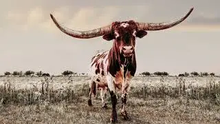(FREE) Country Rap Type Beat 