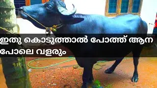 പോത്തിന് ഈ തീറ്റ കൊടുത്താൽ ആന പോലെ വളരും | poth valarthal kerala | buffalo farming
