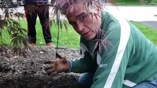 Girdling roots caused by planting too deep