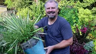 10 Plants That Hold Up in the Heat - Chartreuse and Variegated