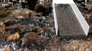 Prospecting with my daughters / Mark miller sluice