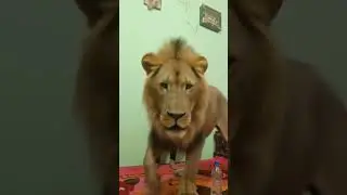 #yosho #viral #viral #birunandjejemaaslife #comedy #viralvideo #trending